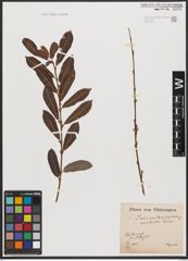 Foto von Salix aurita L. x Salix purpurea L.